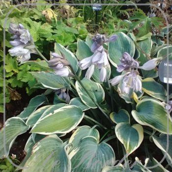 Hosta 'Forest Fire'