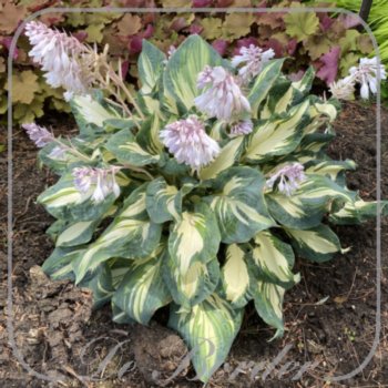 Hosta 'Hans'