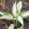 Hosta 'Hans'