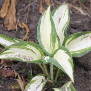 Hosta 'Hans'