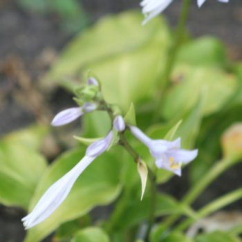 Hosta 'Invincible'