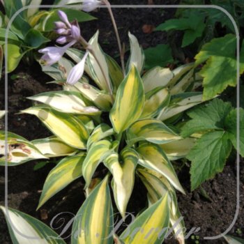 Hosta 'June'