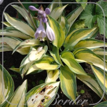 Hosta 'June'