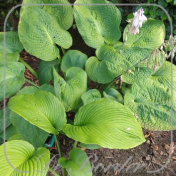 Hosta 'Jurassic Park'