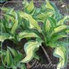 Hosta 'Mary Marie Ann'