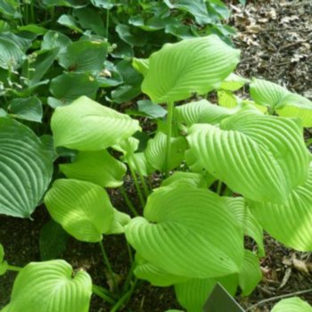Hosta 'Piedmont Gold'