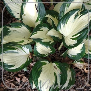 Hosta 'Reversed Patriot'