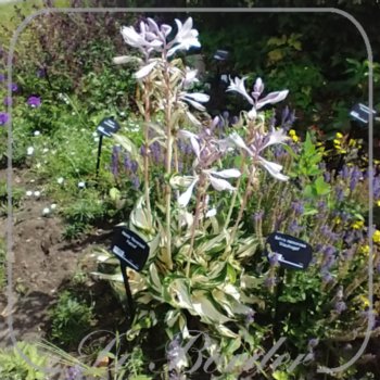Hosta 'Reversed Patriot'