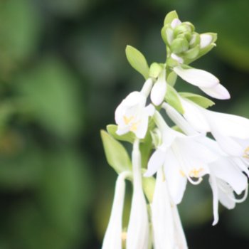 Hosta 'Royal Standard'
