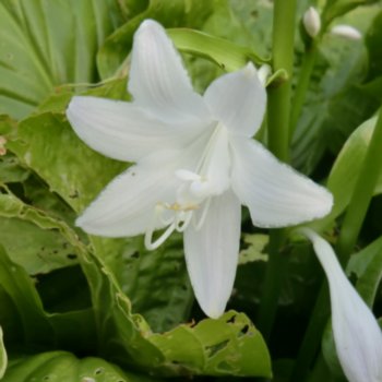 Hosta 'Royal Standard'