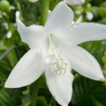 Hosta 'Royal Standard'