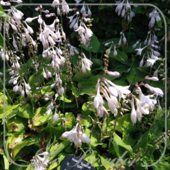Hosta 'Special Gift'