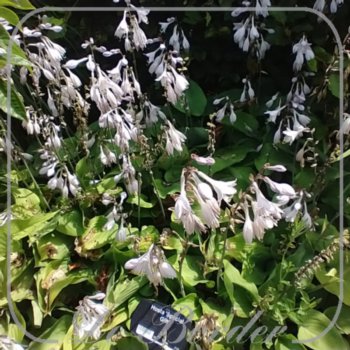 Hosta 'Special Gift'
