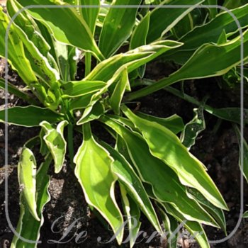 Hosta 'Stiletto'