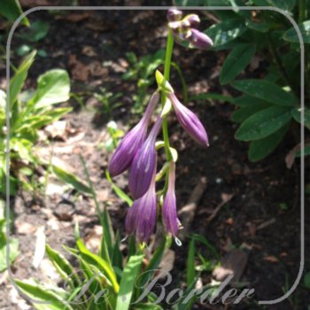 Hosta 'Stiletto'