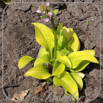 Hosta 'Sun Mouse'