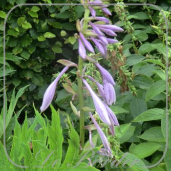 Hosta 'Tall Boy'