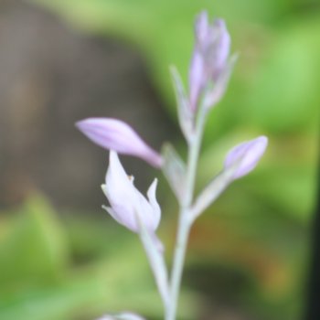 hosta-titanium-840 Hosta 'Titanium'