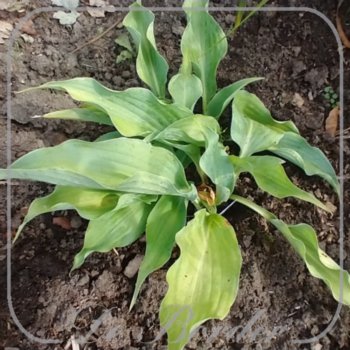 Hosta 'Waterslide'