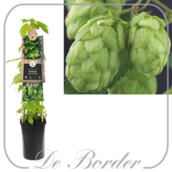 Humulus lupulus 'Northern Brewer'