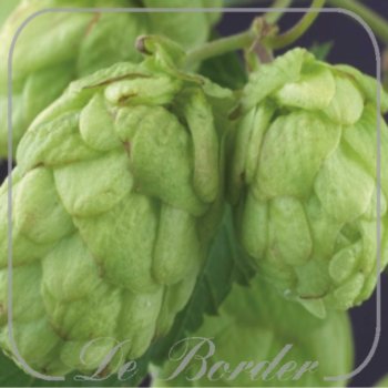 Humulus lupulus 'Northern Brewer'