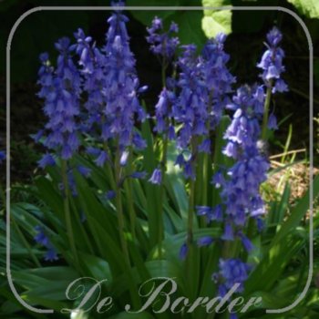 Hyacinthoides hispanica 'Excelsior'