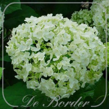 Hydrangea arborescens 'Annabelle'