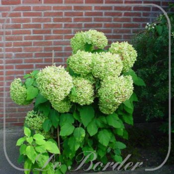 Hydrangea arborescens 'Annabelle'