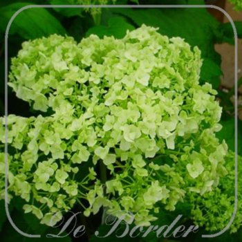 Hydrangea arborescens 'Annabelle'