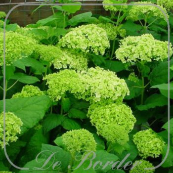 Hydrangea arborescens 'Annabelle'