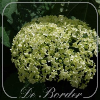 Hydrangea arborescens 'Incrediball'