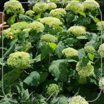 Hydrangea arborescens 'Incrediball'