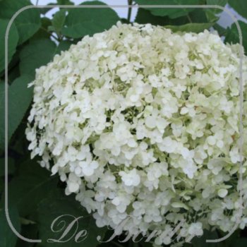 Hydrangea arborescens 'Incrediball'