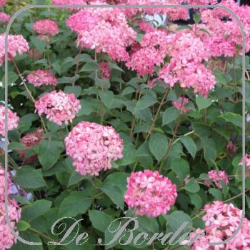 hydrangea-arborescens-invincibelle-25-30cm-in-pot-(3l)-583 Hydrangea arborescens 'Invincibelle'