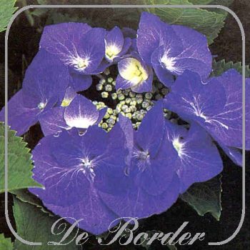 hydrangea-macrophylla-blaumeise-483 Hydrangea macrophylla 'Blaumeise'