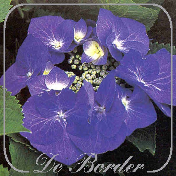 hydrangea-macrophylla-blaumeise-483 Hydrangea macrophylla 'Blaumeise'