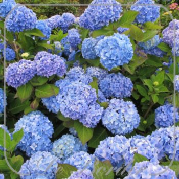Hydrangea macrophylla 'Bouquet Rose'