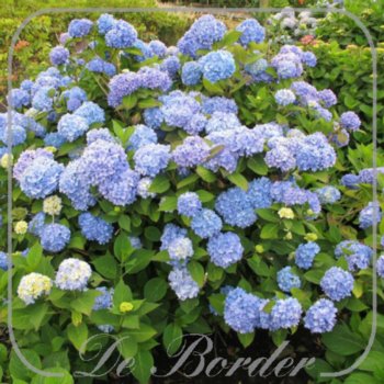 Hydrangea macrophylla 'Bouquet Rose'