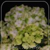 Hydrangea macrophylla 'Caipirinha'