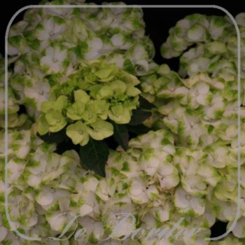 Hydrangea macrophylla 'Caipirinha'