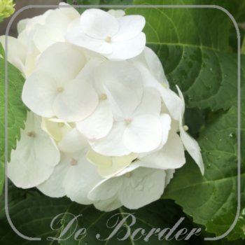 Hydrangea macrophylla 'Endless Summer'