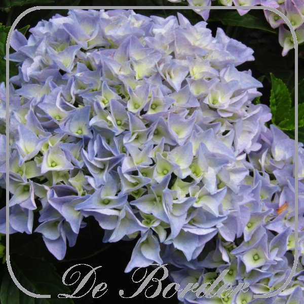 Hydrangea macrophylla 'Forever'