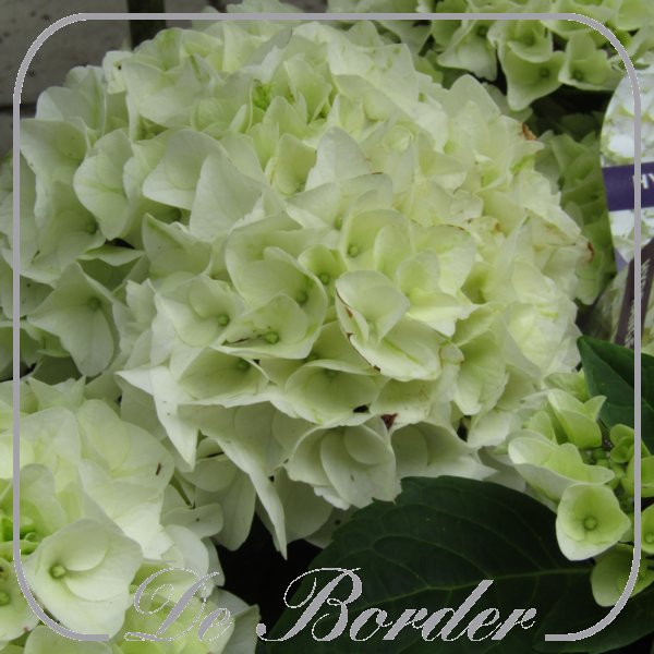 Hydrangea macrophylla 'Forever & Ever White'