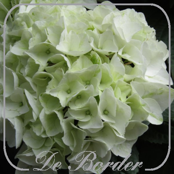 Hydrangea macrophylla 'Forever & Ever White'