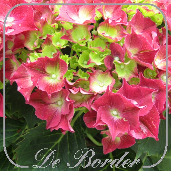 Hydrangea macrophylla 'Forever Red'