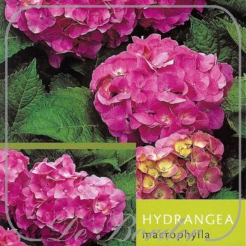 Hydrangea macrophylla 'Hamburg'