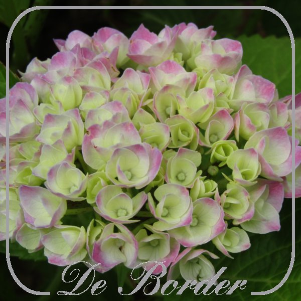 Hydrangea macrophylla 'Messalina'