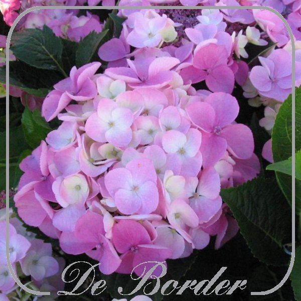 Hydrangea macrophylla 'Messalina'