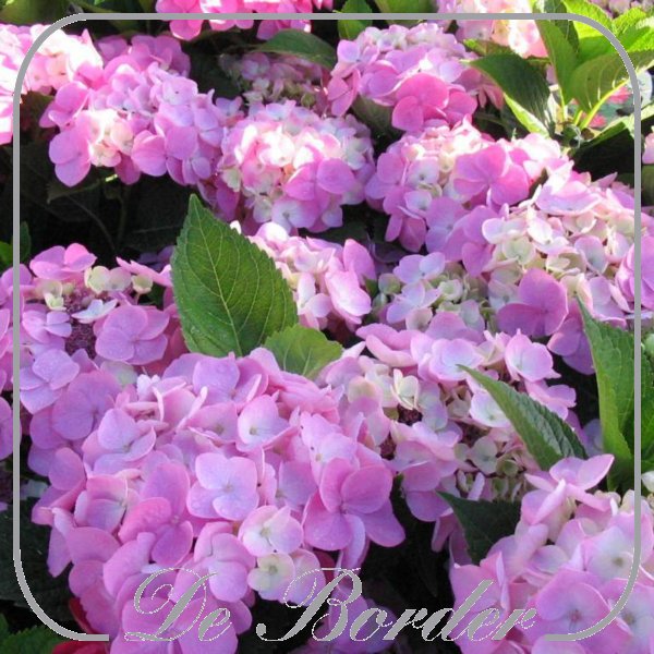 Hydrangea macrophylla 'Messalina'