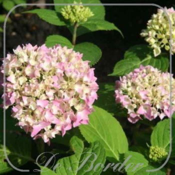 Hydrangea macrophylla 'Nikko Blue'